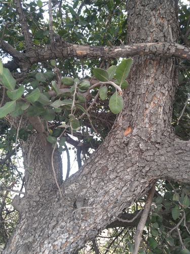 photo of Interior Live Oak (Quercus wislizeni)