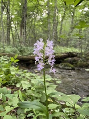Platanthera shriveri