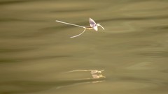 Palingenia longicauda