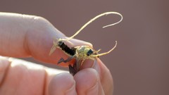 Palingenia longicauda