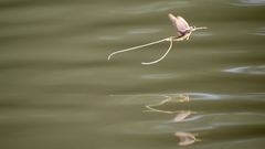 Palingenia longicauda