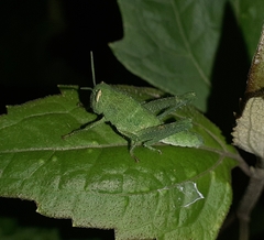 Acrididae