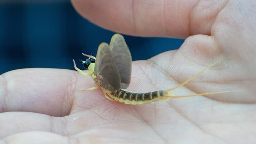 Tisa Mayfly photo 3