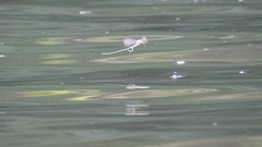 Palingenia longicauda