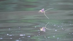 Palingenia longicauda