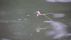 Palingenia longicauda