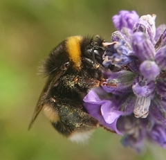 Bombus terrestris