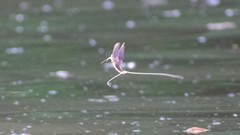 Palingenia longicauda