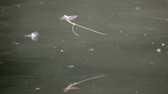 Palingenia longicauda