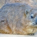 Rock Hyrax - Photo (c) Chris Nash, some rights reserved (CC BY-NC), uploaded by Chris Nash
