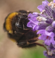 Bombus terrestris
