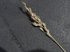 Poa angustifolia
