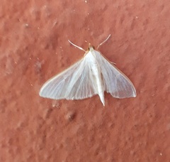 Palpita vitrealis