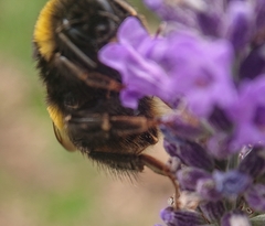 Bombus terrestris