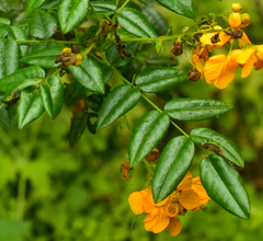 Senna stipulacea