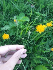 Scorzoneroides autumnalis