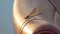 Calopteryx splendens