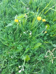 Scorzoneroides autumnalis