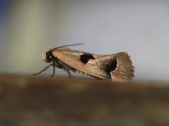 Acanthodela erythrosema