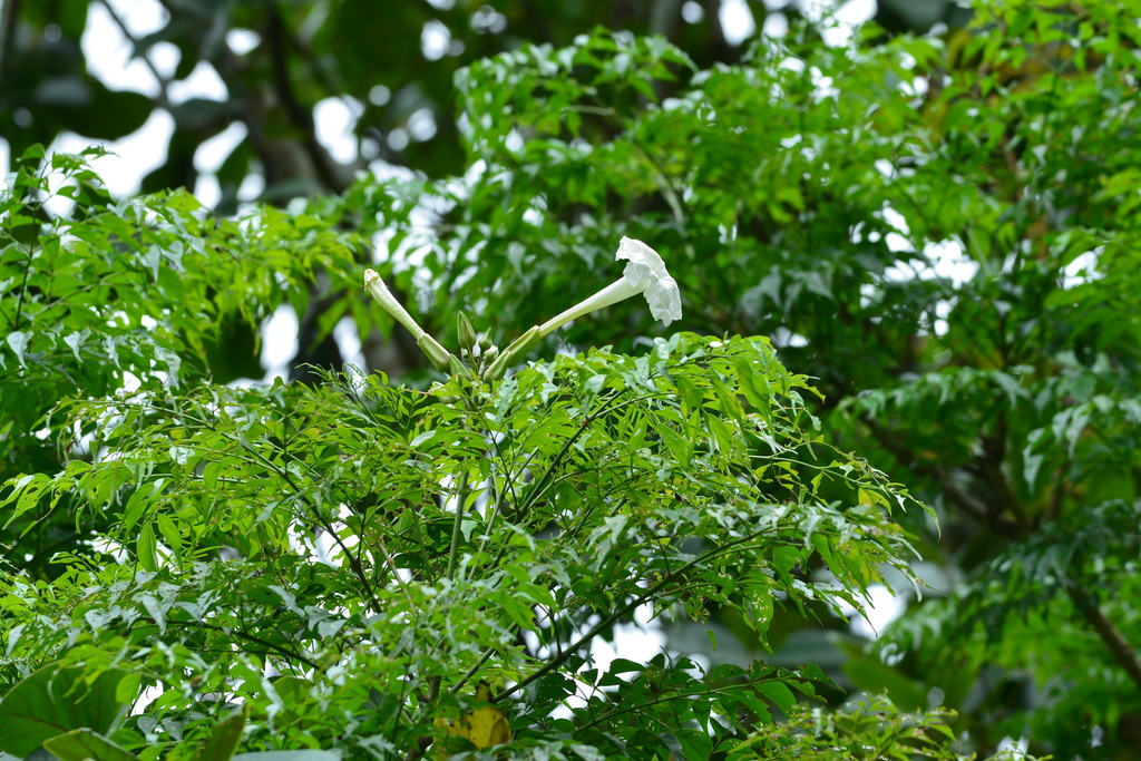 Emilda Tree Emerald Tree from 台灣宜蘭縣 on June 2, 2018 at 09:14 AM by JODY HSIEH ...