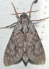 Lapara bombycoides