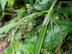 Cyperus laxus