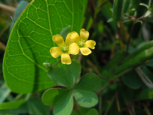 Oxalis corniculata image