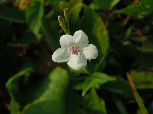 Asystasia gangetica subsp. micrantha image