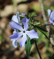 Phlox divaricata divaricata