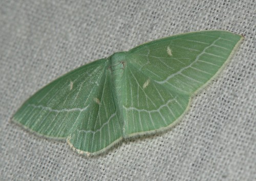 Cymaria, 2021-07-08