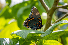 Limenitis arthemis astyanax
