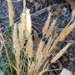 Agropyron