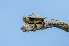 Graptemys geographica