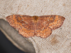 Leptostales rubromarginaria