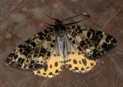 Arichanna sparsa