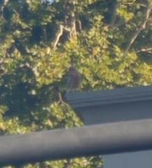 Buteo lineatus