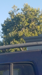 Buteo lineatus