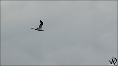 Larus michahellis michahellis