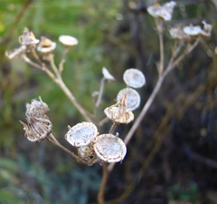 Anginon