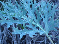 Pelargonium pillansii