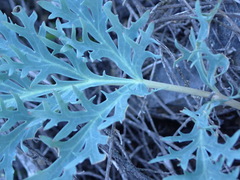 Pelargonium pillansii
