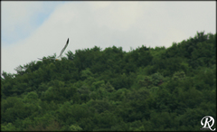 Larus michahellis michahellis