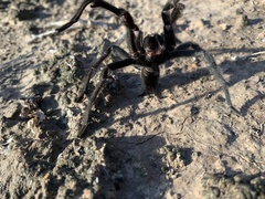 Aphonopelma gabeli