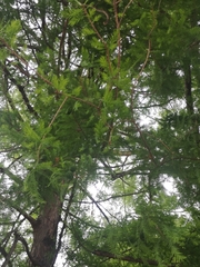 Taxodium distichum
