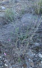 Polygala microlopha