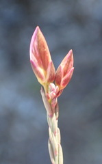 Polygala microlopha