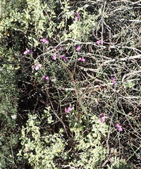 Polygala microlopha