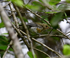 Protonotaria citrea