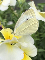 Pieris rapae