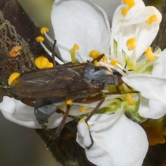 Empidinae